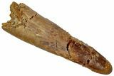 Fossil Pterosaur (Siroccopteryx) Tooth - Morocco #332532-1